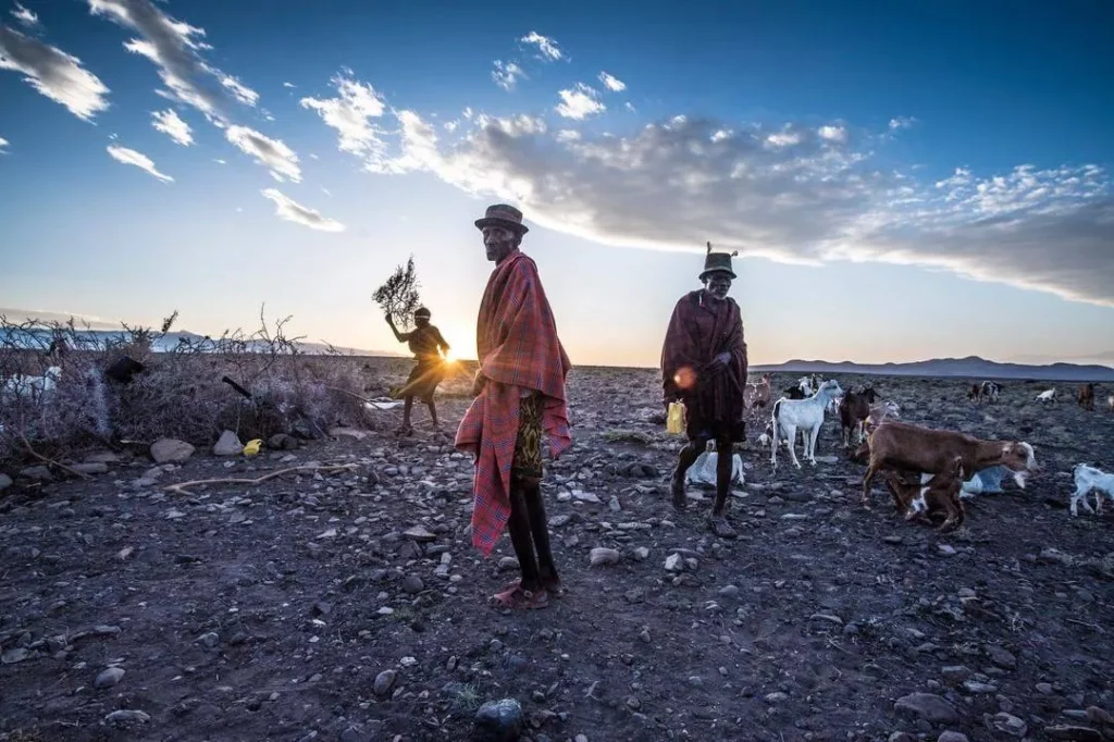 Turkana men and their livestock