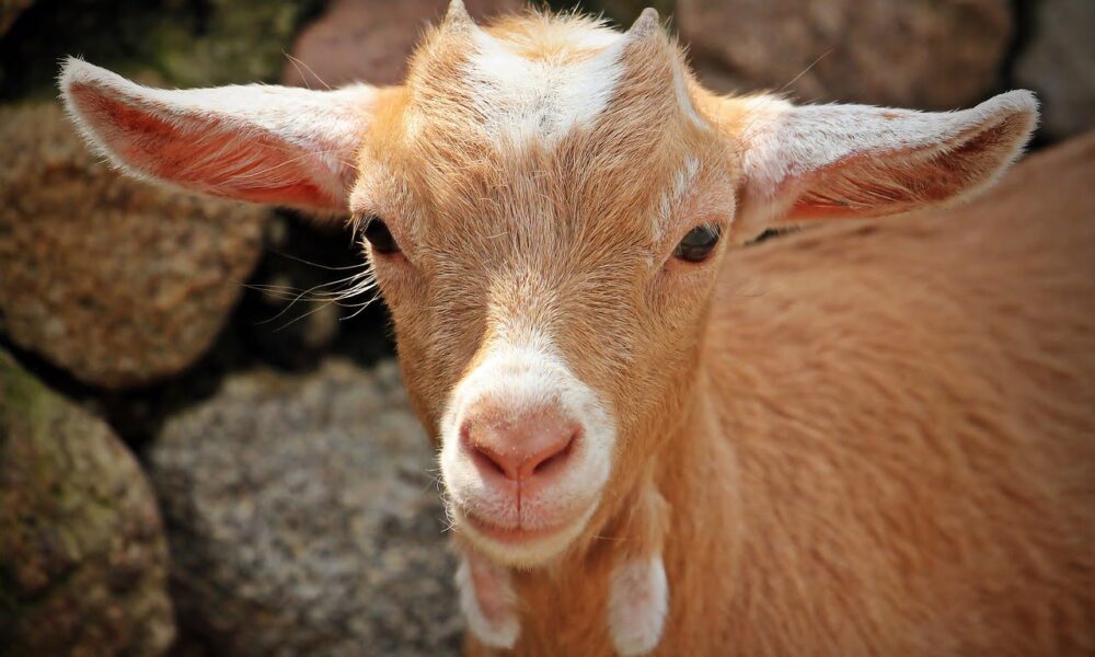 Current Price of Goats in Nigeria