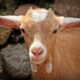 Current Price of Goats in Nigeria