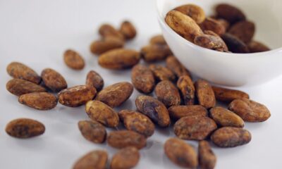 Prices of Cocoa In Nigeria