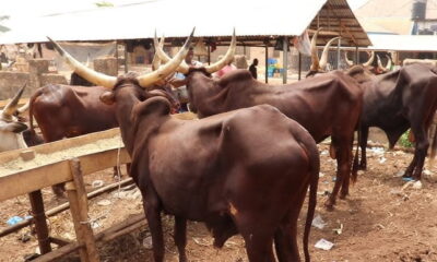 Prices of Cows in Nigeria