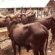 Prices of Cows in Nigeria