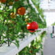 Agritech Companies in Nigeria