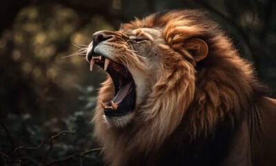 Lion Kills Man At Olusegun Obasanjo’s Zoo