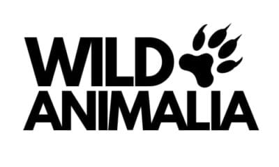 Wildanimalia