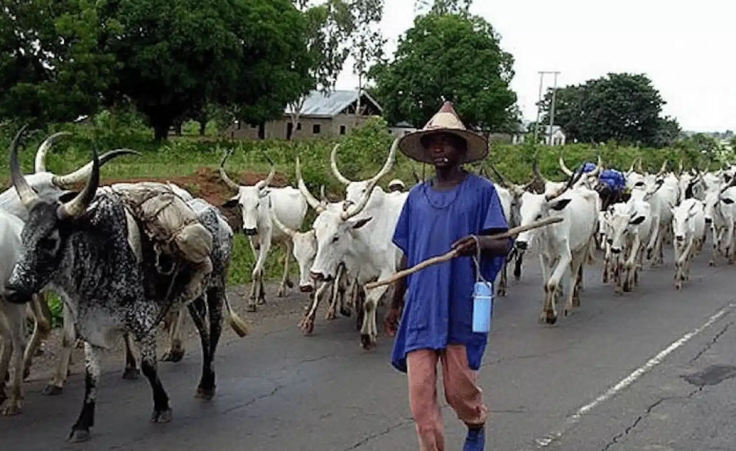 Open Grazing: Livestock Ministry Clarifies Policy Amid Widespread Misreporting