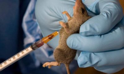 Lassa Fever Fatality Rate Rises as Nigeria Records 177 Deaths - NCDC Reports