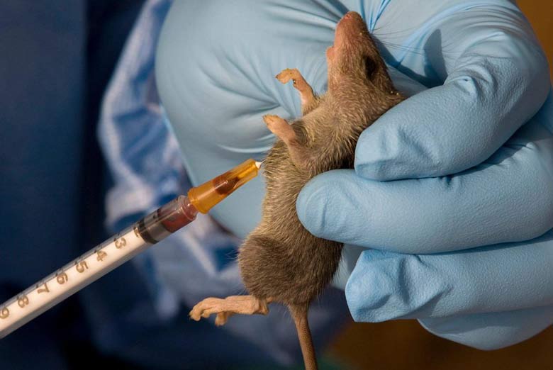 Lassa Fever Fatality Rate Rises as Nigeria Records 177 Deaths - NCDC Reports