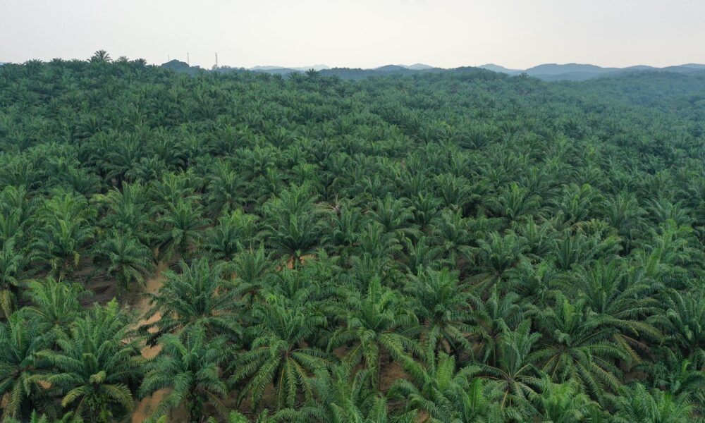Palm Oil Producing States In Nigeria