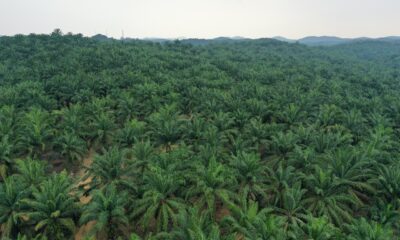 Palm Oil Producing States In Nigeria