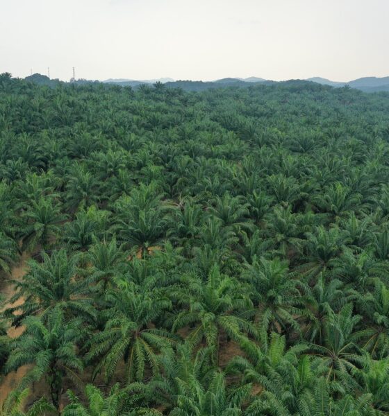 Palm Oil Producing States In Nigeria
