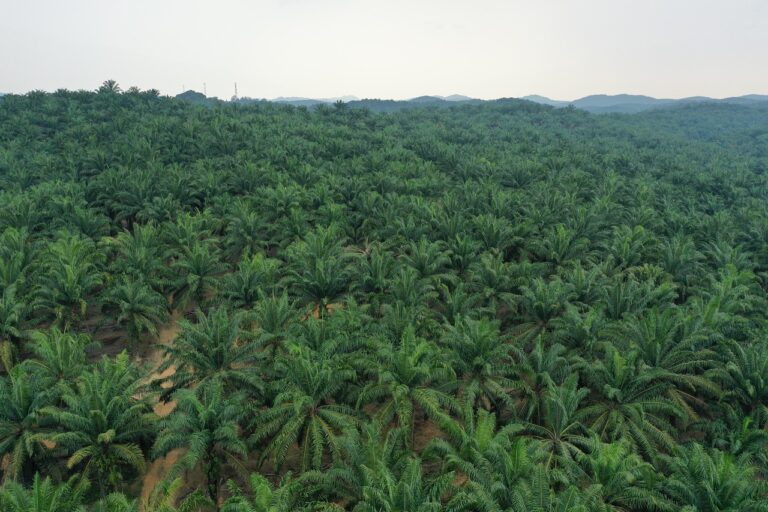 Palm Oil Producing States In Nigeria
