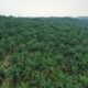 Palm Oil Producing States In Nigeria